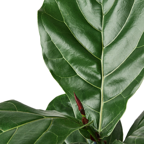 Ficus Lyrata 'Fiddle Leaf Fig' - 6" Pot