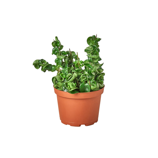 Hoya Rope Plant - 6" Pot