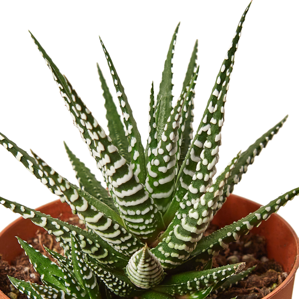 Zebra Succulent - 4" Pot