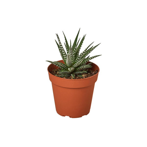 Zebra Succulent - 4" Pot