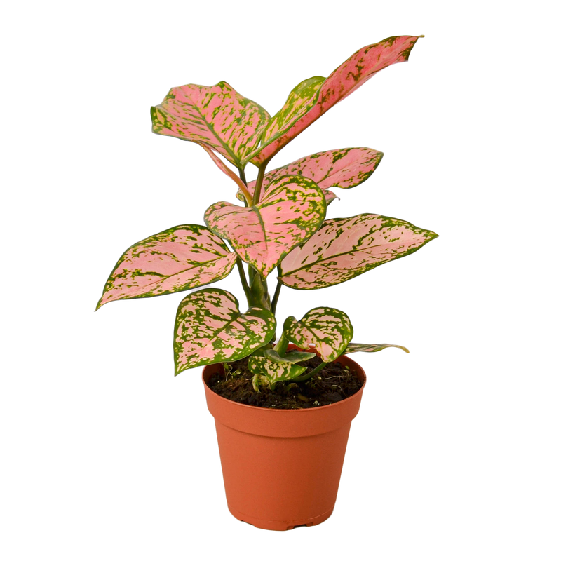 Chinese Evergreen 'Lady Valentine'