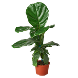 Ficus Lyrata 'Fiddle Leaf Fig' - 6" Pot