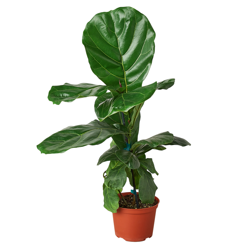 Ficus Lyrata 'Fiddle Leaf Fig' - 6" Pot