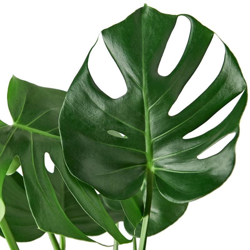 Philodendron Monstera Split-Leaf - 6" Pot