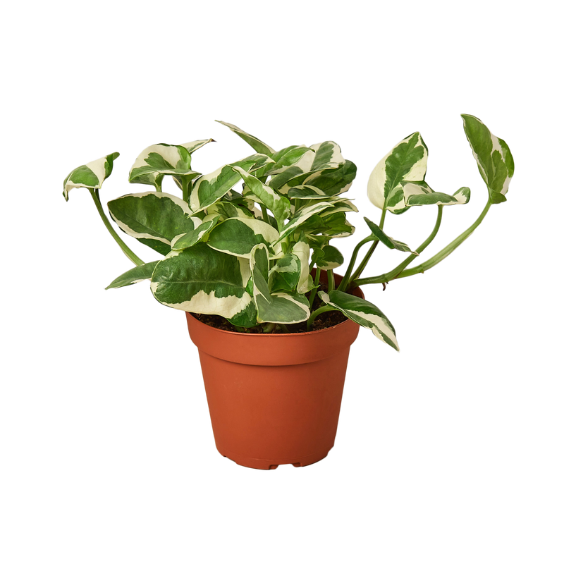 Pothos 'N'joy'