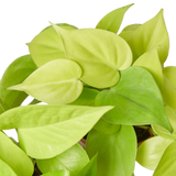 Pothos 'Neon'