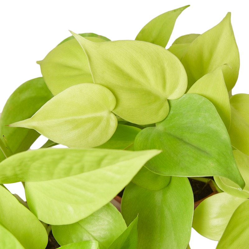 Pothos 'Neon'