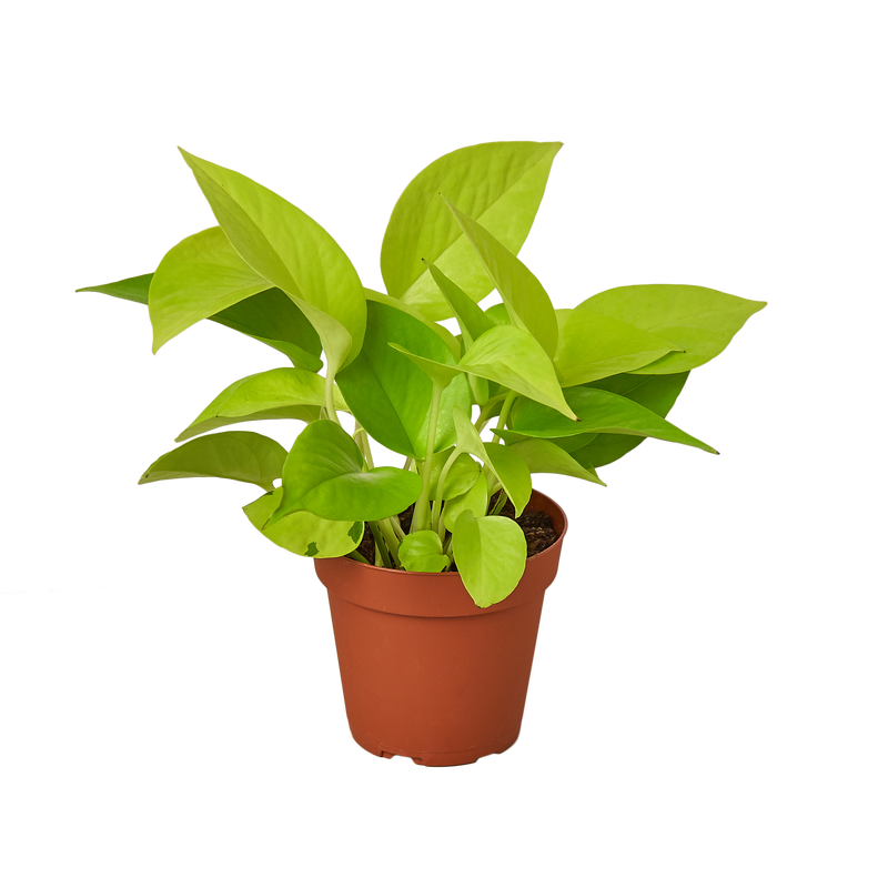 Pothos 'Neon'