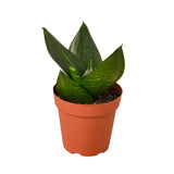 Snake Plant Variety Packs - 4" Pot