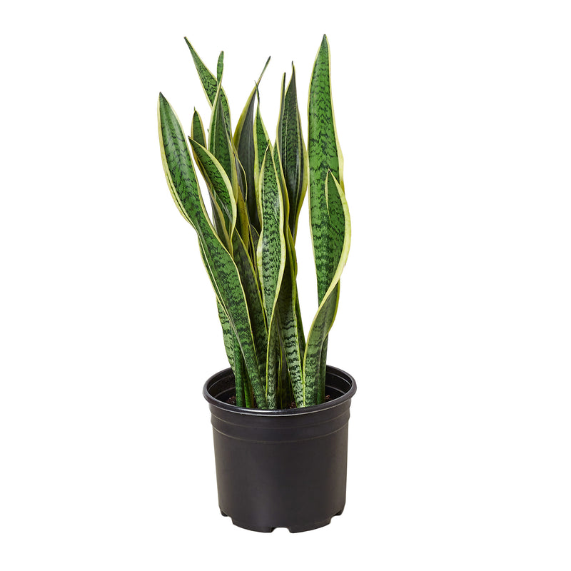 Snake Plant Laurentii - 6" Pot