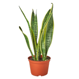 Snake Plant Laurentii - 6" Pot