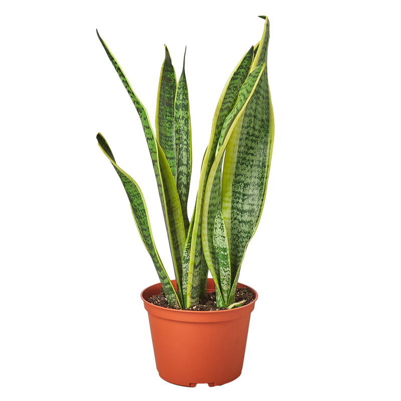 Snake Plant Laurentii - 6" Pot