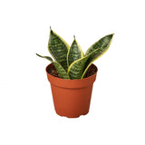 Snake Plant Variety Packs - 4" Pot