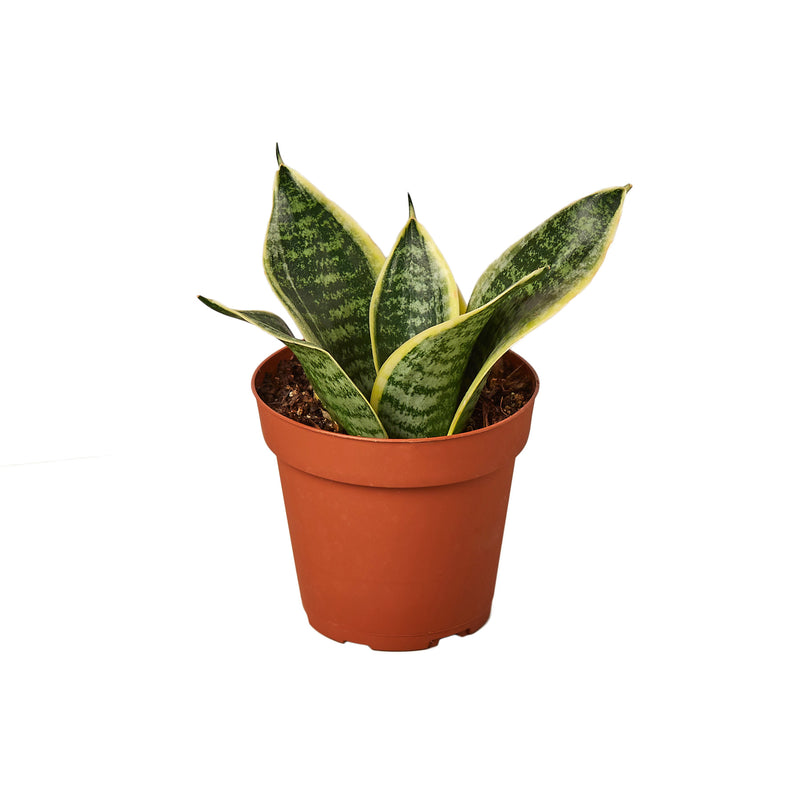 Snake Plant Variety Packs - 4" Pot