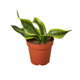 Snake Plant Variety Packs - 4" Pot