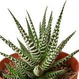 Zebra Succulent - 4" Pot